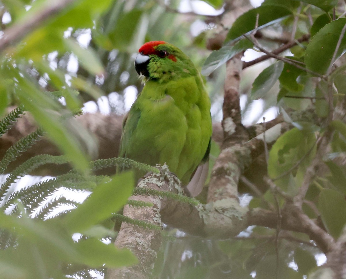 Norfolk Island Parakeet - ML616456822