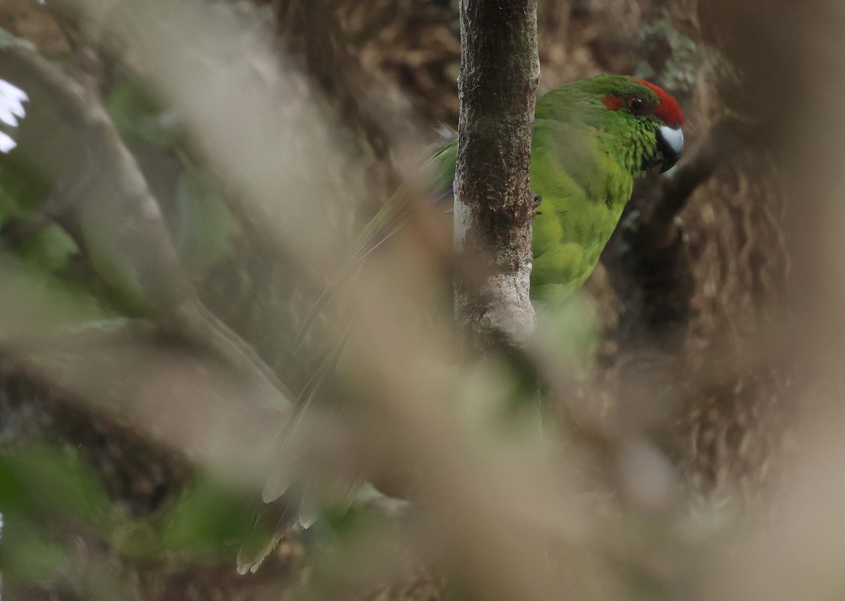 Norfolk Island Parakeet - ML616456823