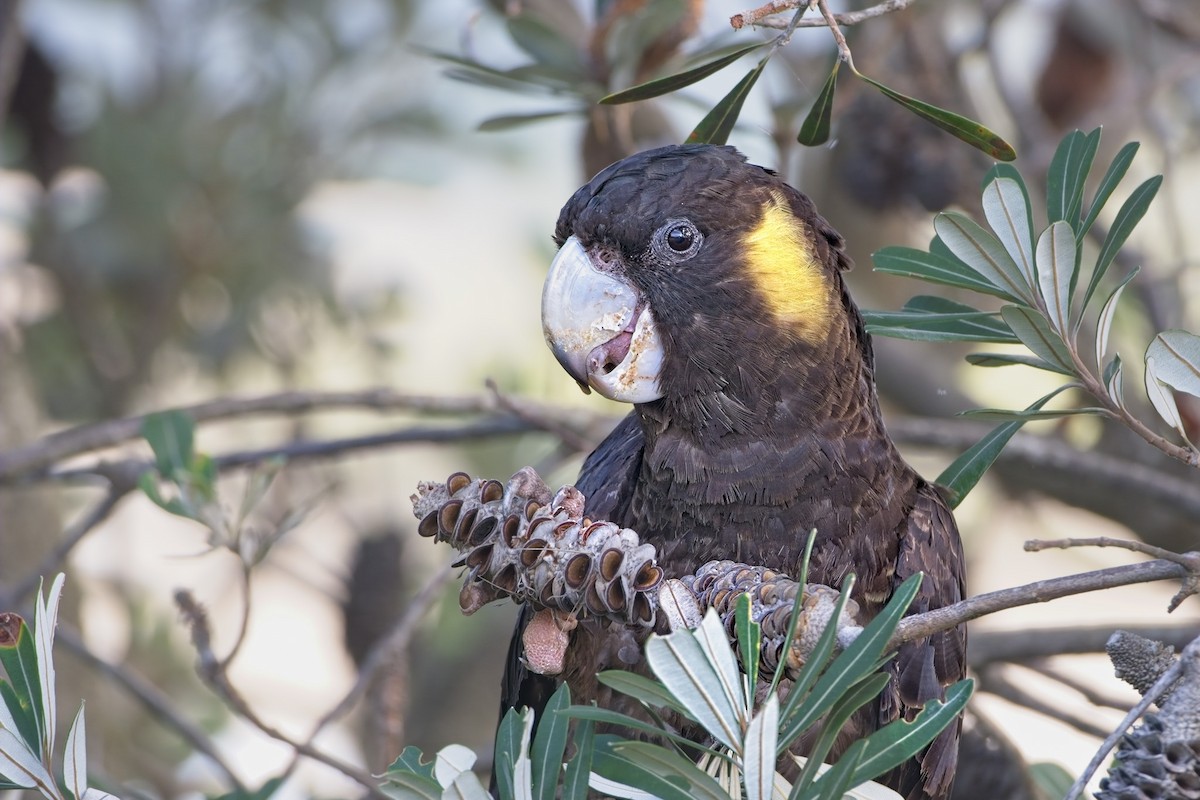 Yellow-tailed Black-Cockatoo - ML616456885