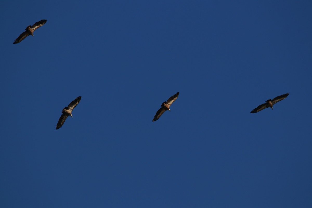 Eurasian Griffon - ML616456927