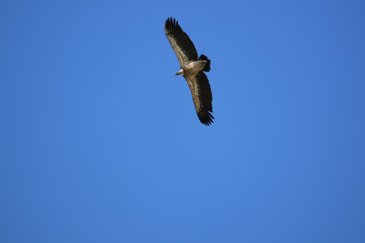 Eurasian Griffon - ML616456928