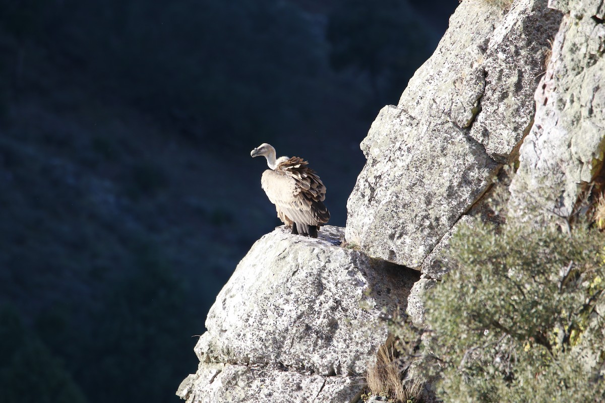 Eurasian Griffon - ML616456929
