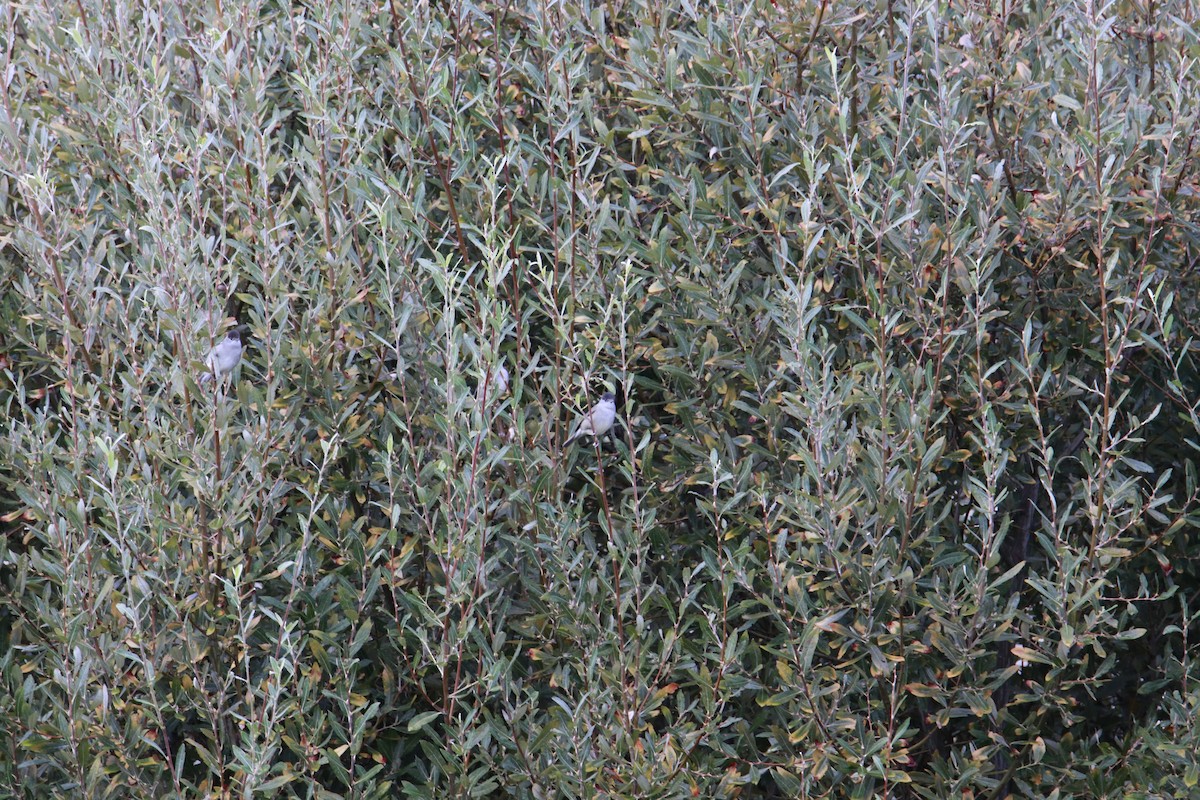 Eurasian Blackcap - ML616456935