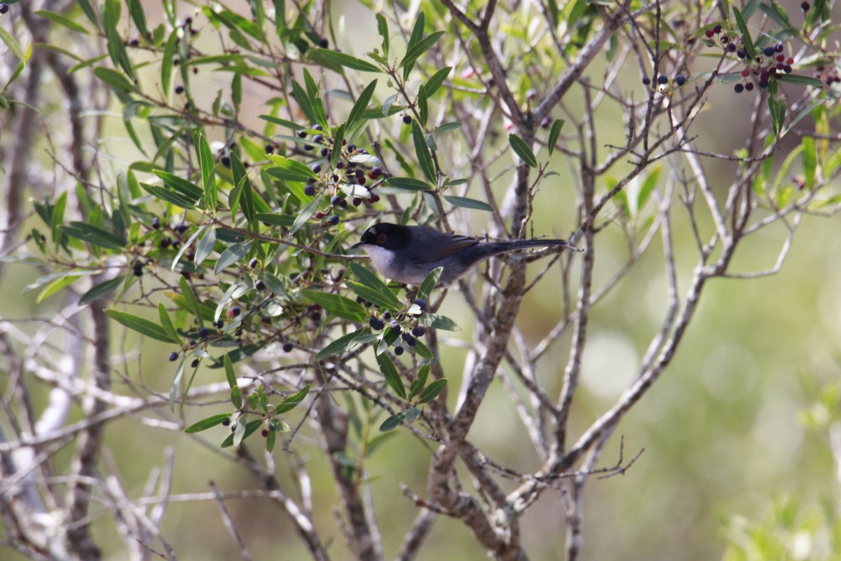 Sardinian Warbler - ML616456937