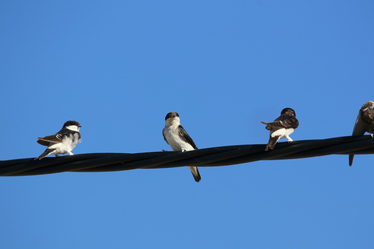 Western House-Martin - ML616456943
