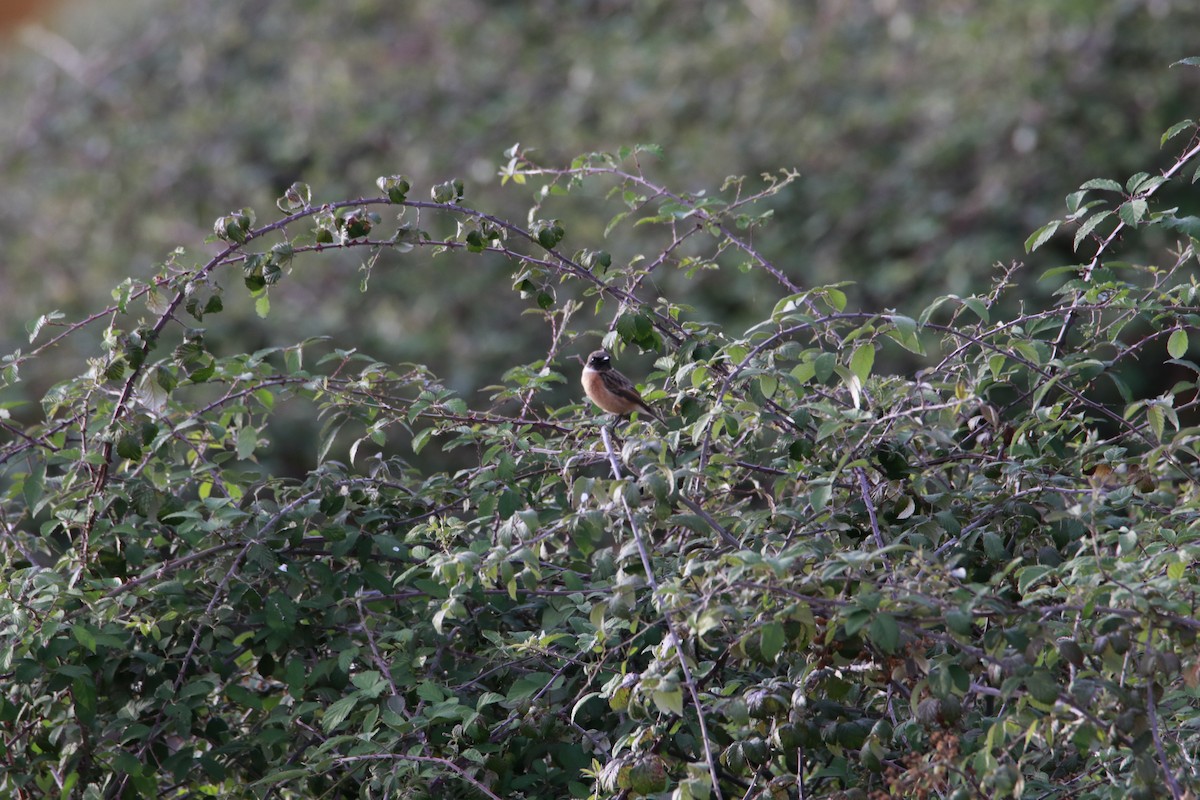 European Stonechat - ML616456960
