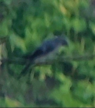 Black-bibbed Cicadabird - ML616456964