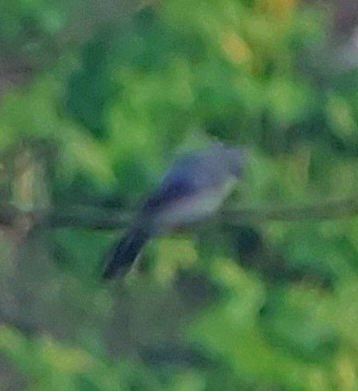 Black-bibbed Cicadabird - ML616456965