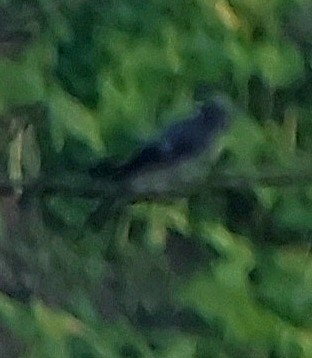 Black-bibbed Cicadabird - ML616456982