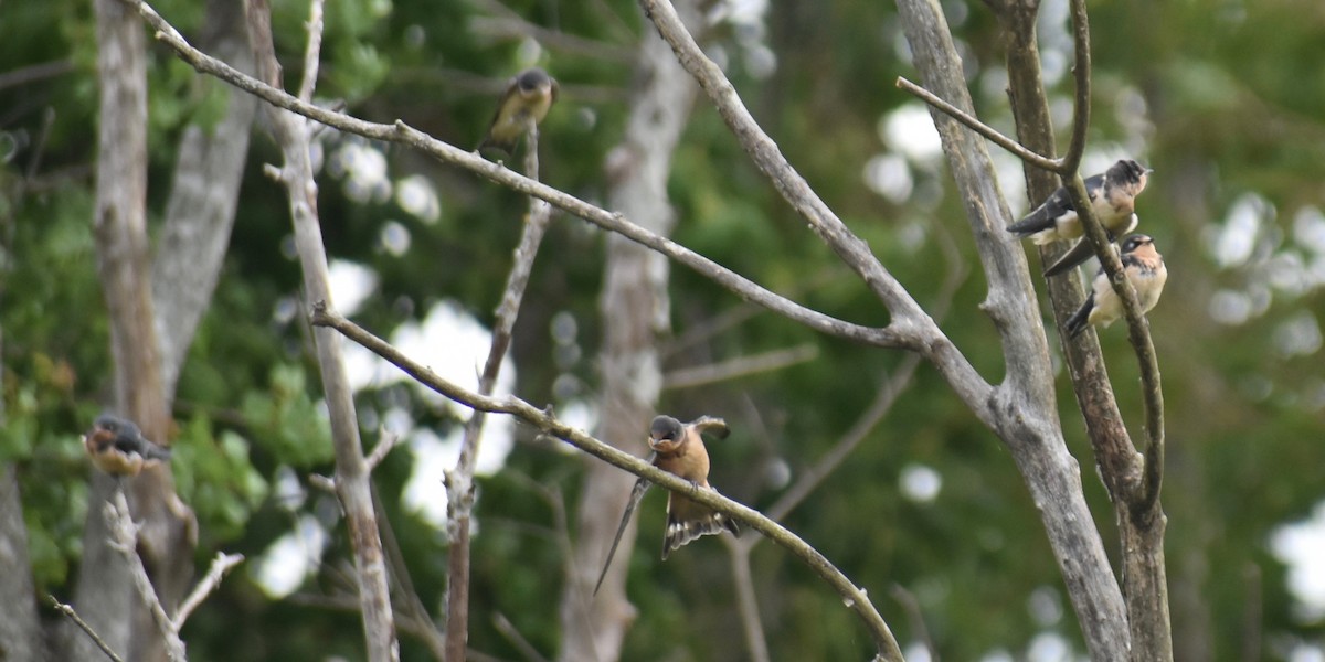 Barn Swallow - ML61645701