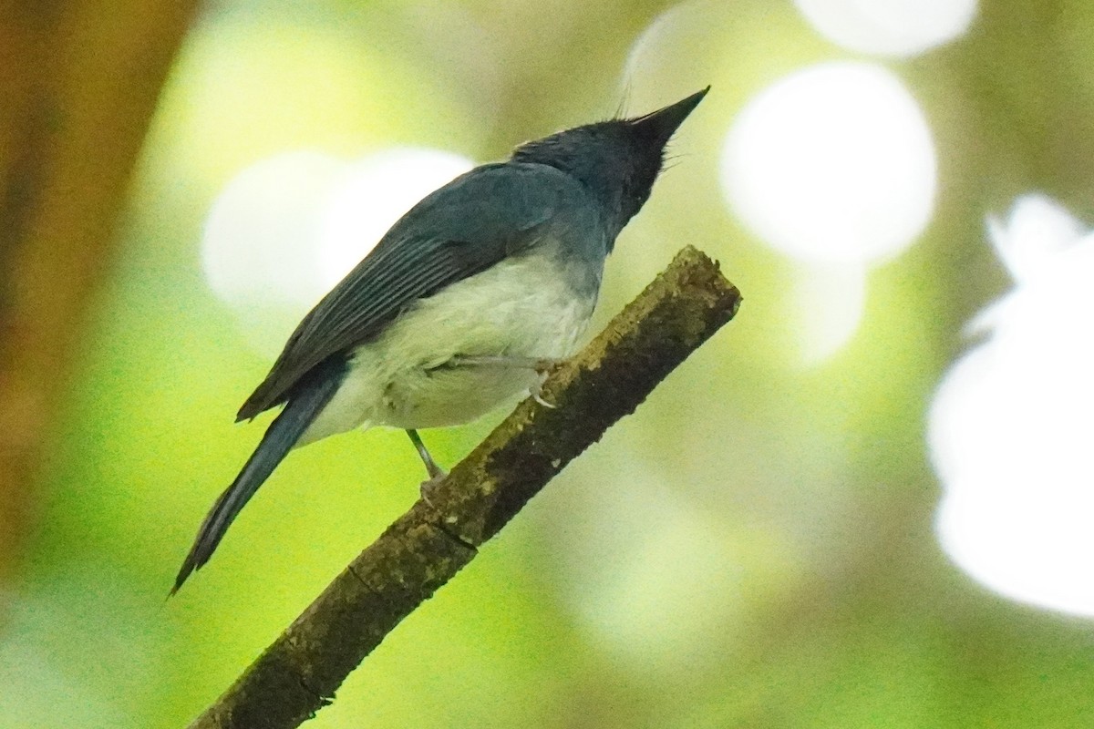 White-bellied Blue Flycatcher - ML616457015