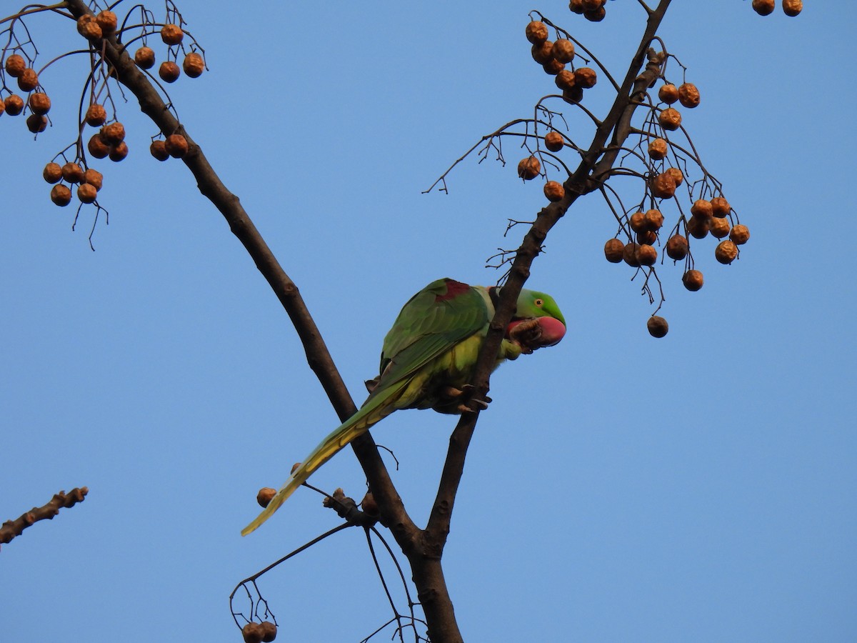 Alexandrine Parakeet - ML616457020