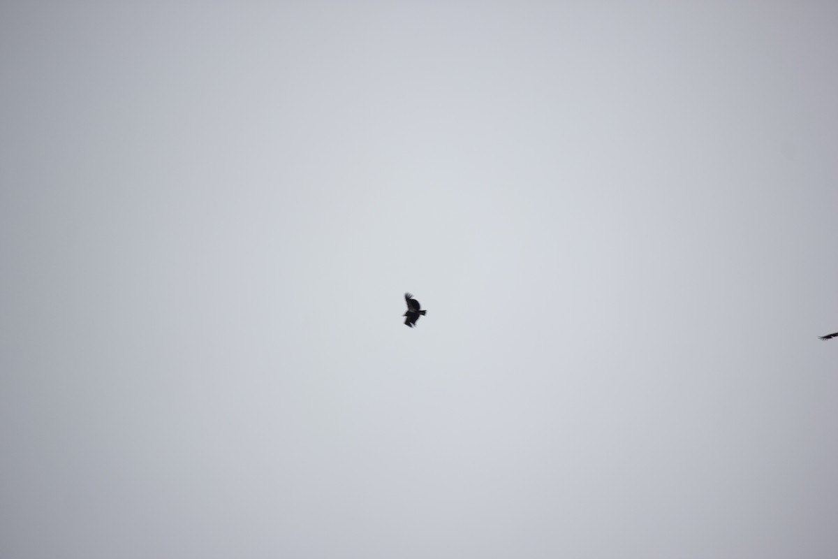 Condor de Californie - ML616457024