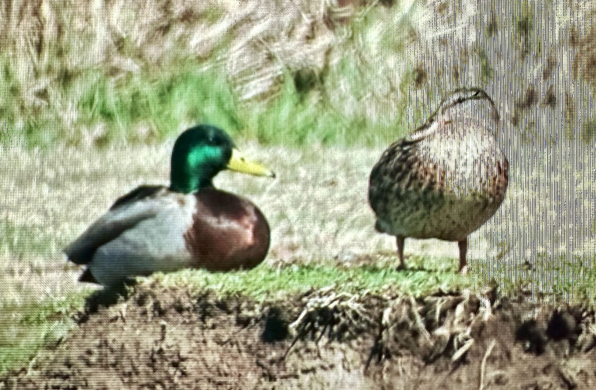 Canard colvert - ML616457052