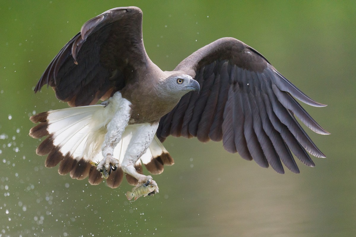 Gray-headed Fish-Eagle - ML616457087