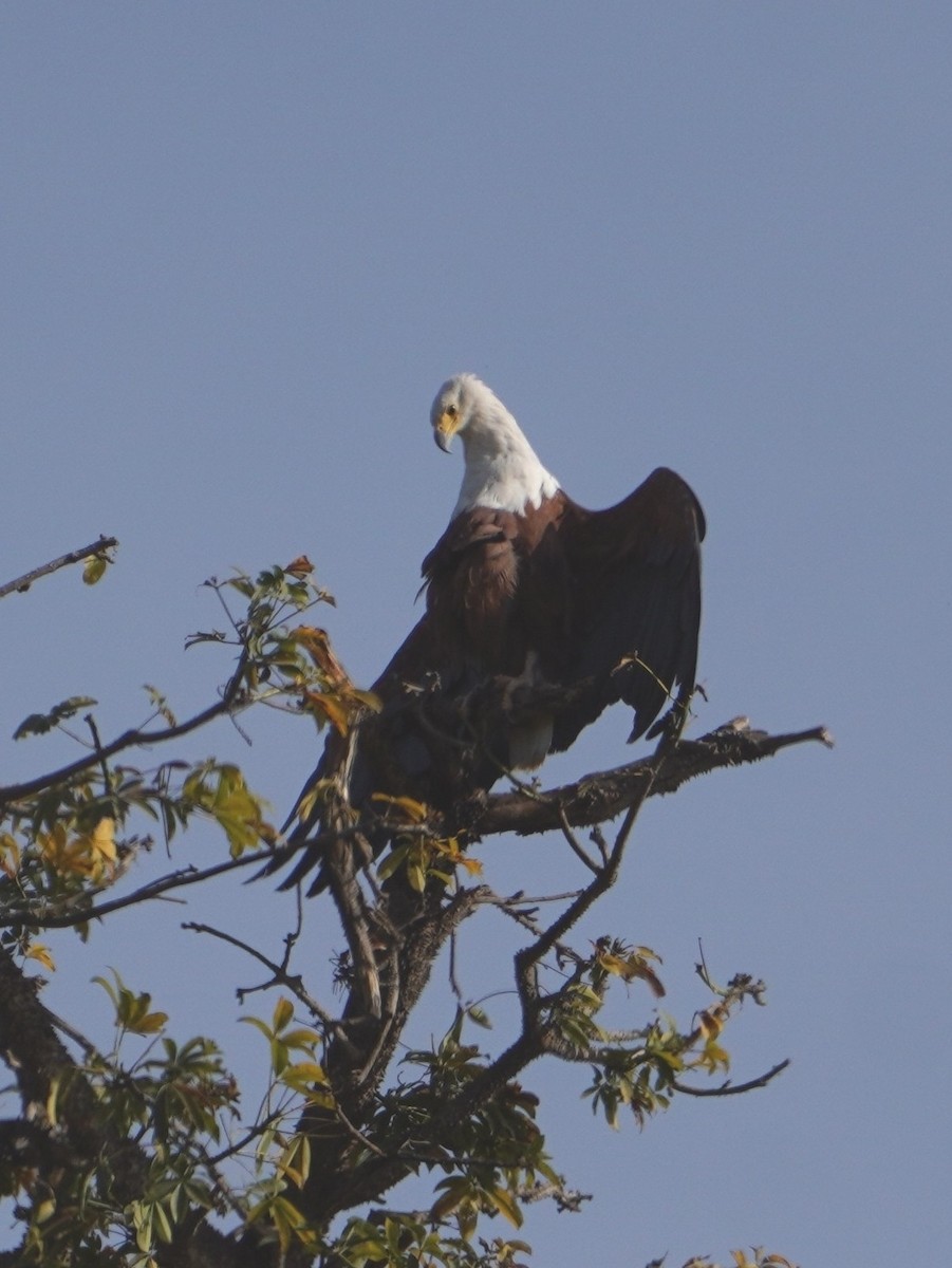 African Fish-Eagle - ML616457184