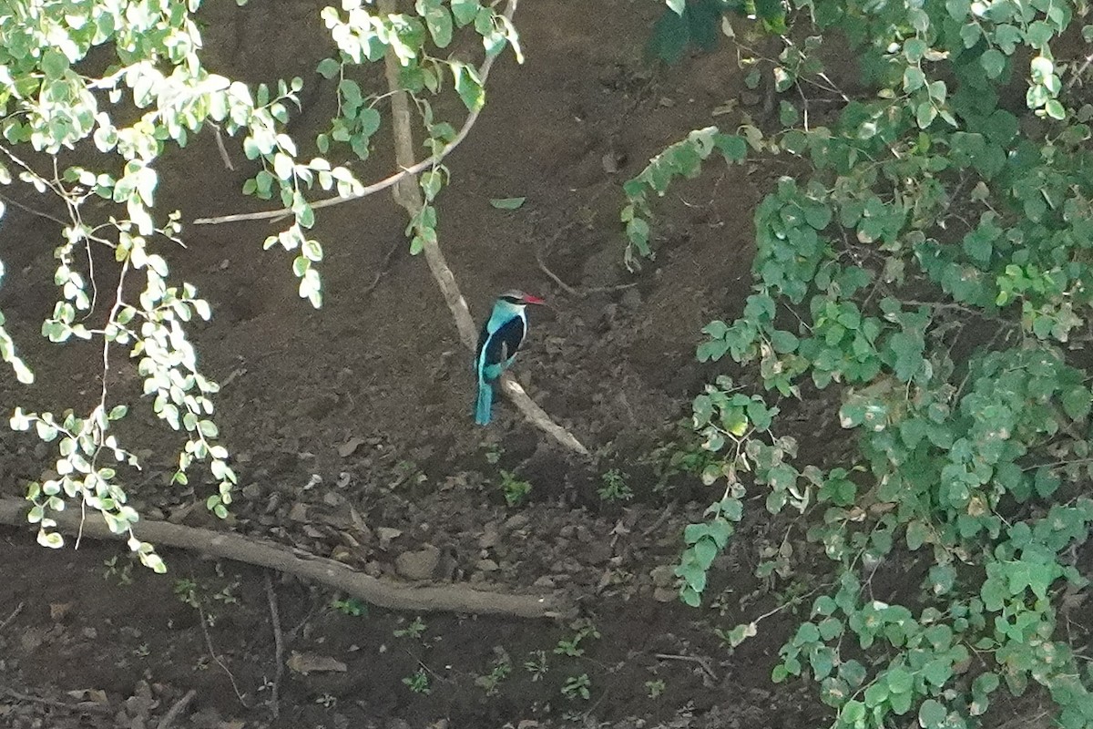 Blue-breasted Kingfisher - ML616457190