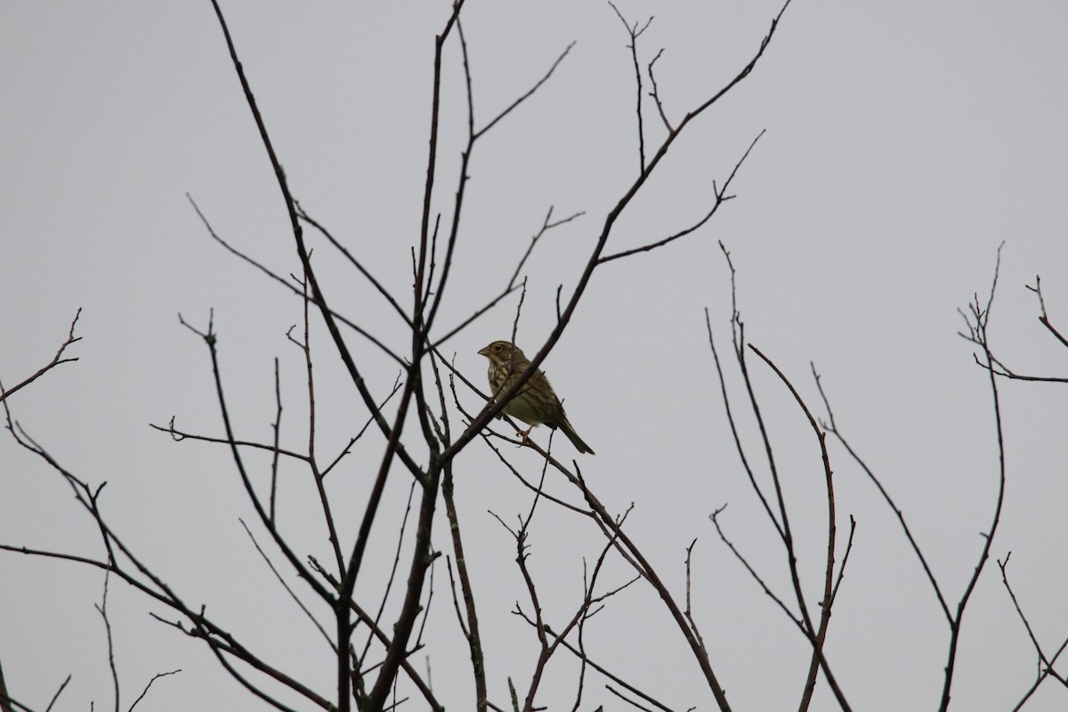 Corn Bunting - ML616457217