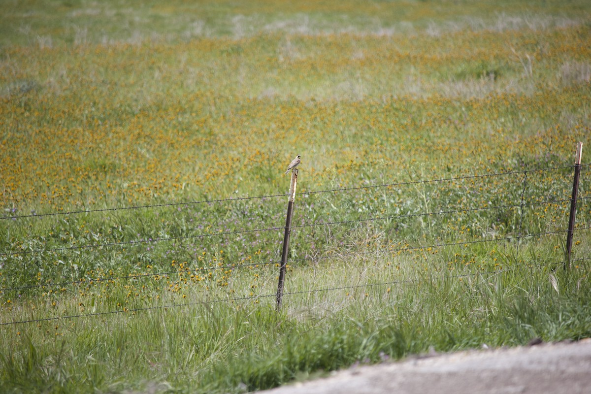 Horned Lark - Sean Lyon