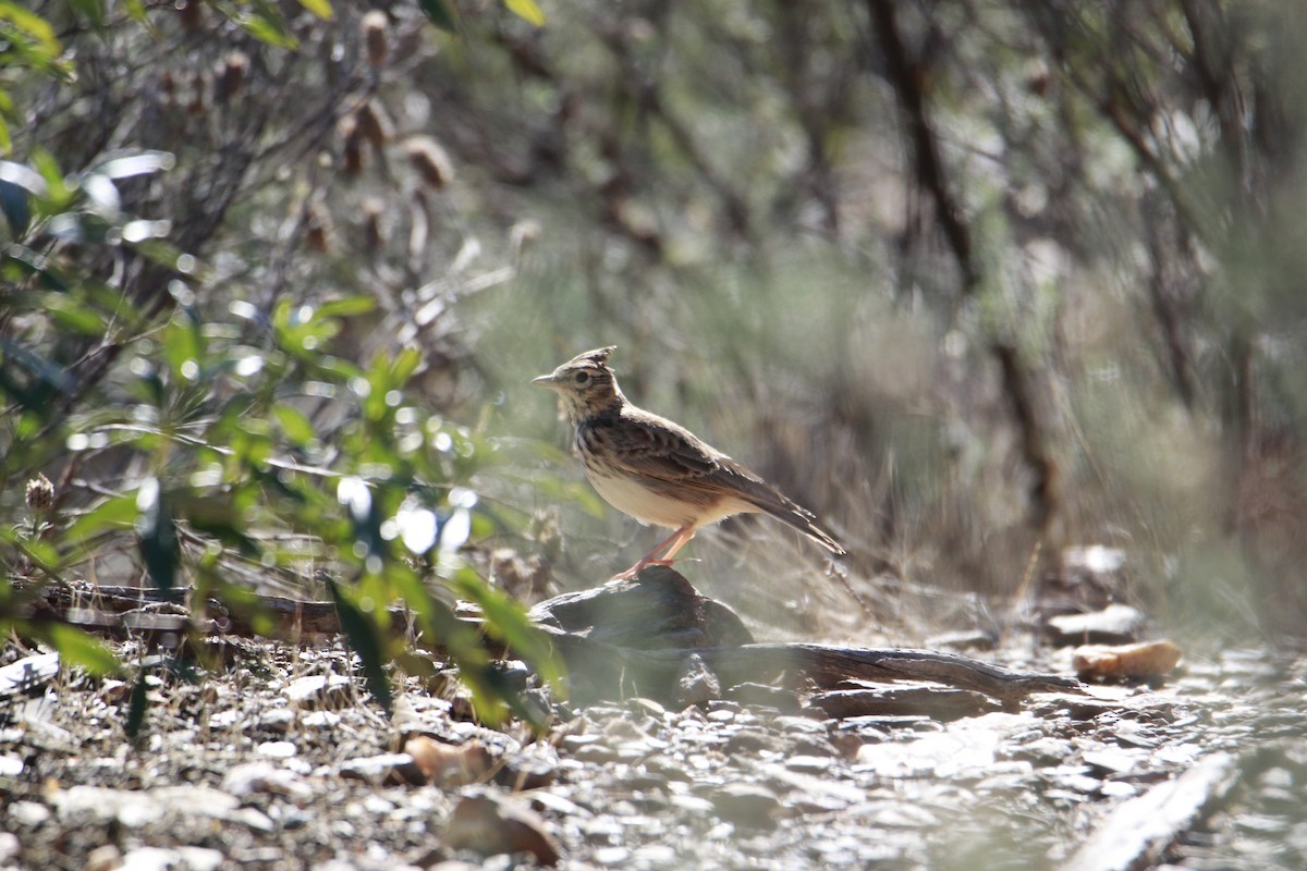 Thekla's Lark - ML616457239