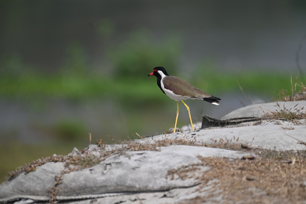 Red-wattled Lapwing - ML616457320