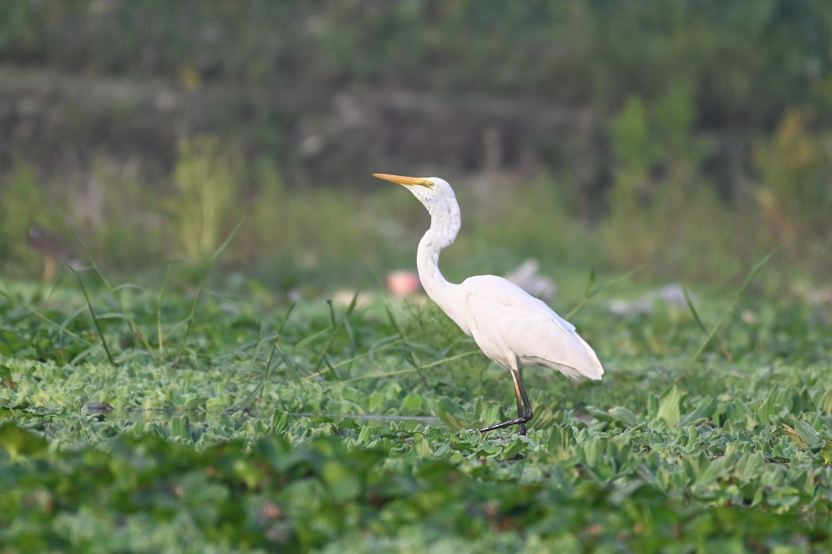 Great Egret - ML616457328