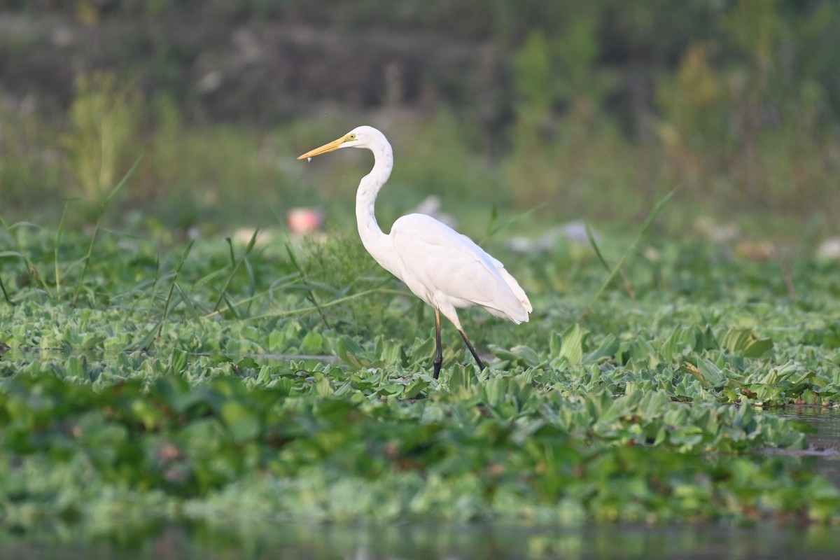 Great Egret - ML616457330