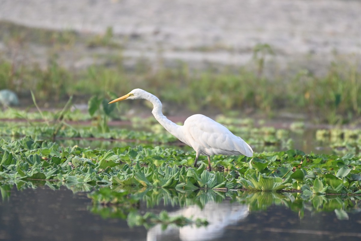 Great Egret - ML616457331