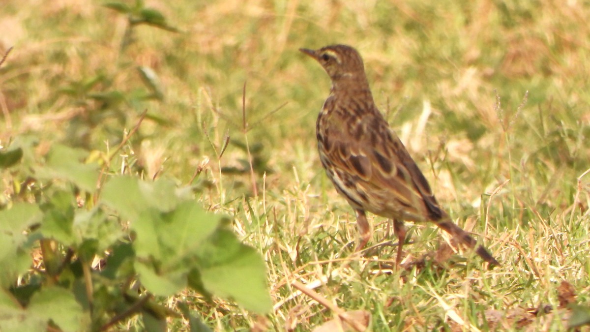 Pipit à dos olive - ML616457350