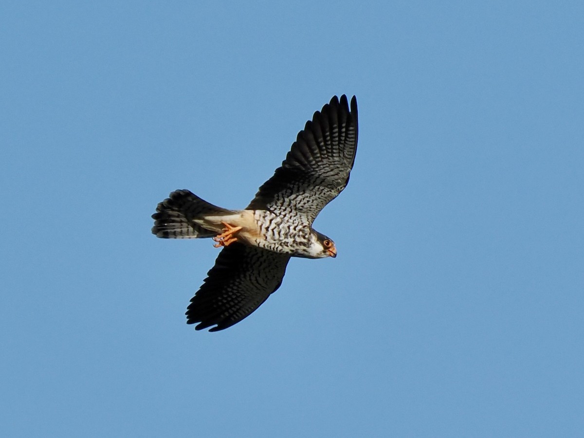 Amur Falcon - ML616457383