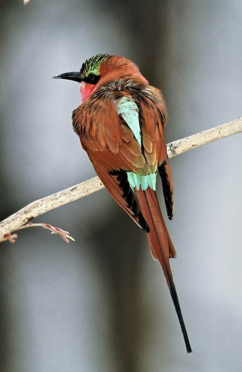 Southern Carmine Bee-eater - ML616457389