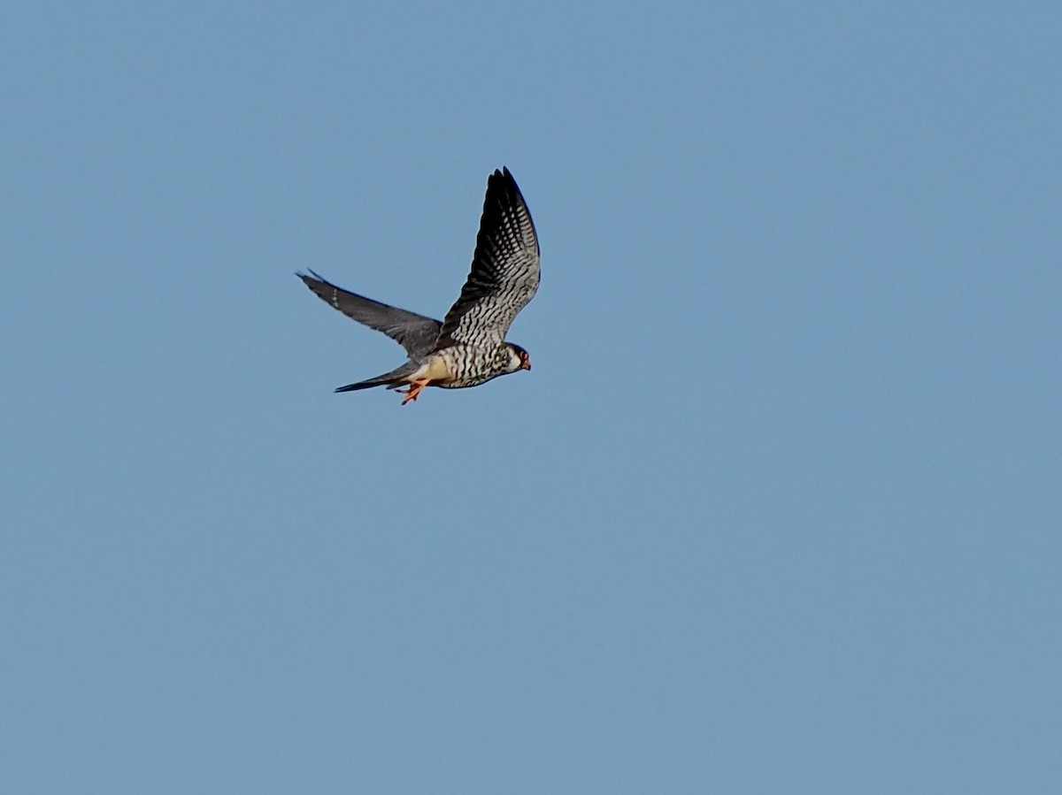 Amur Falcon - ML616457422