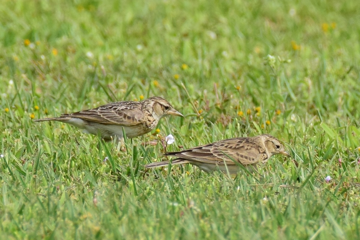 Oriental Skylark - ML616457456