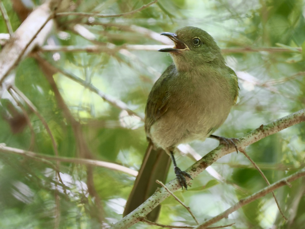 Sombre Greenbul - ML616457474