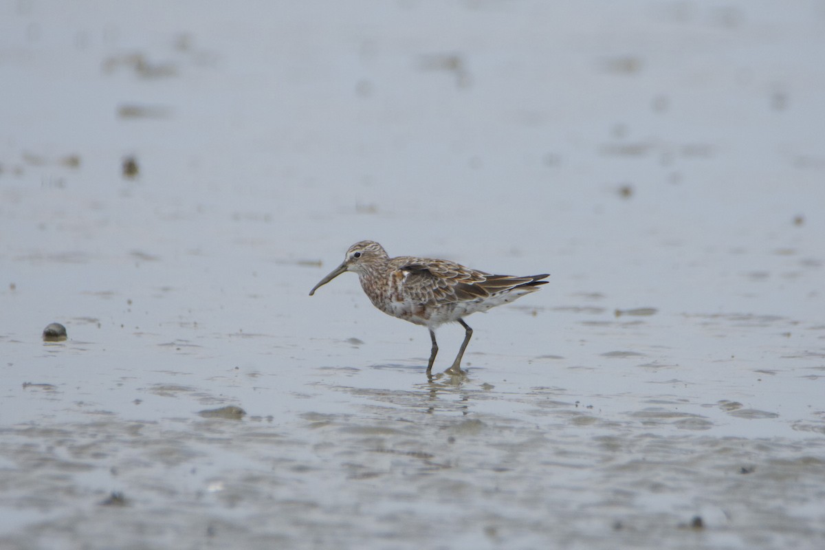 Curlew Sandpiper - ML616457477