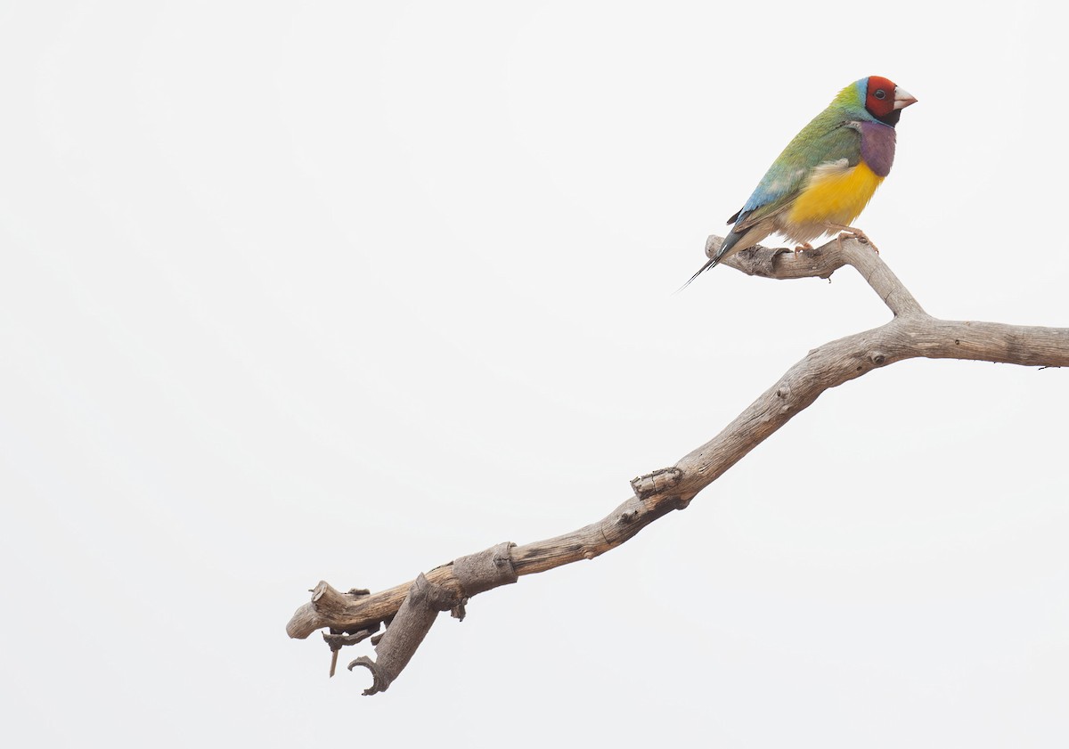 Gouldian Finch - ML616457498