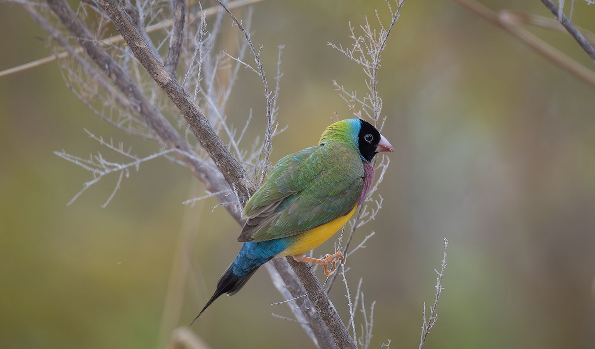 Gouldian Finch - ML616457499