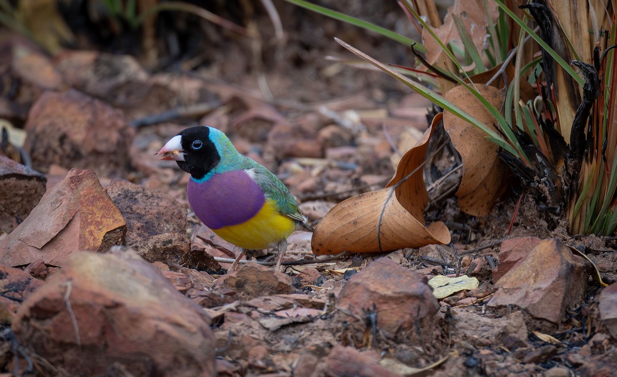 Gouldian Finch - ML616457500