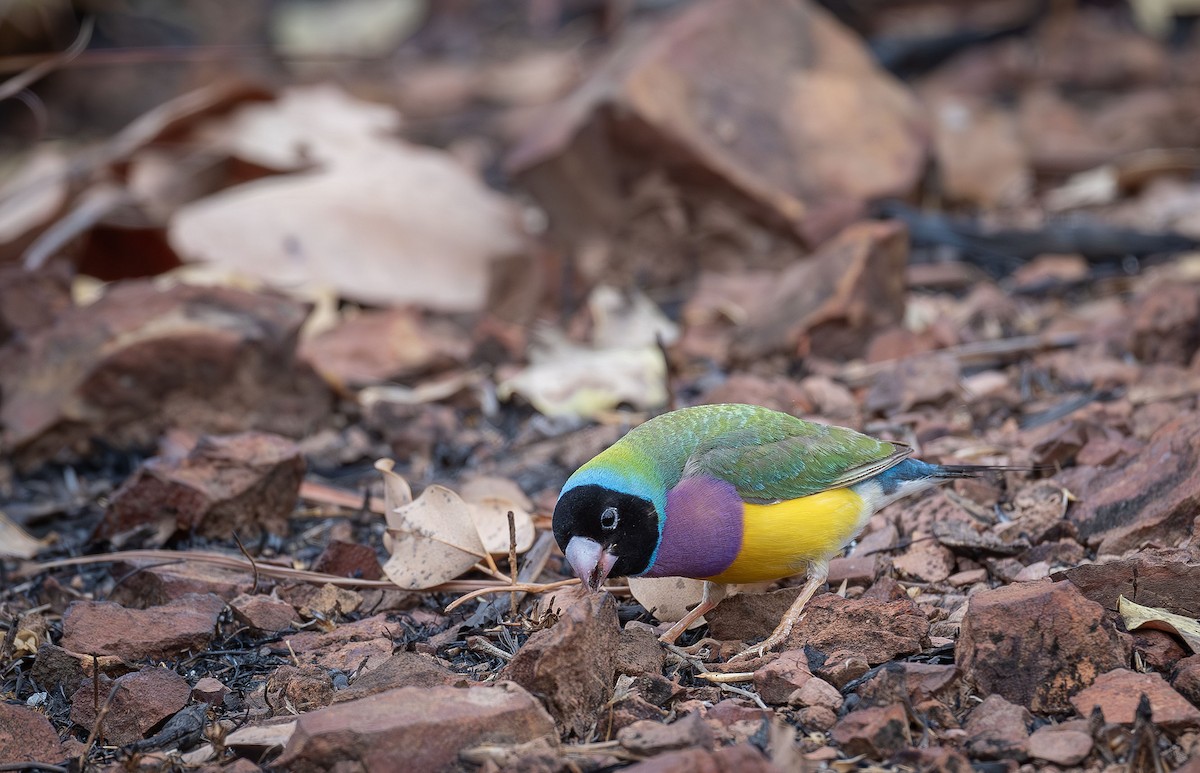 Gouldian Finch - ML616457501