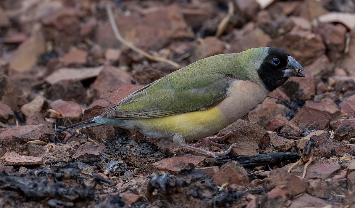 Gouldian Finch - ML616457503