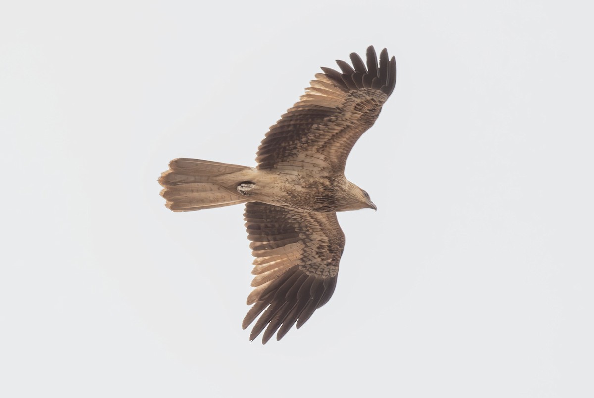 Whistling Kite - ML616457530