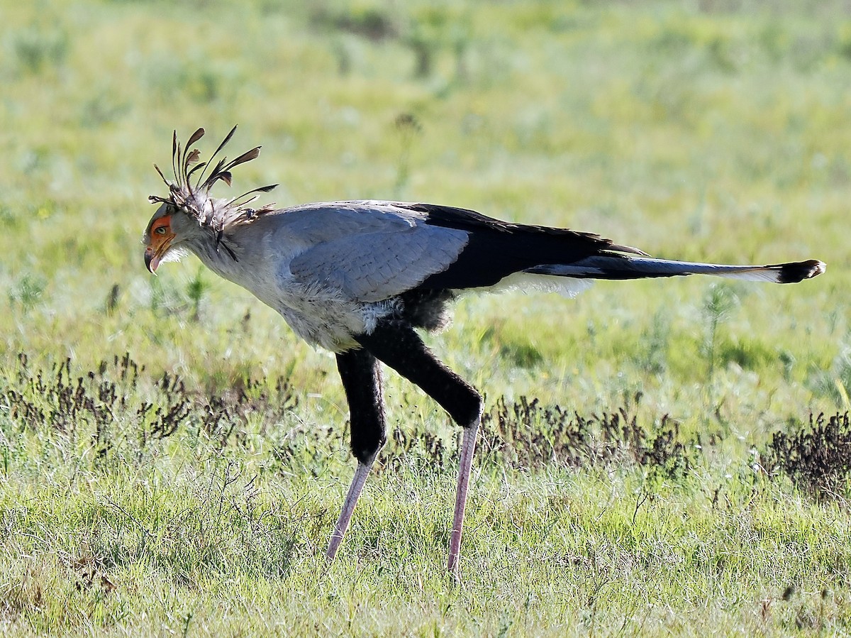 Secretarybird - Gabriel Willow