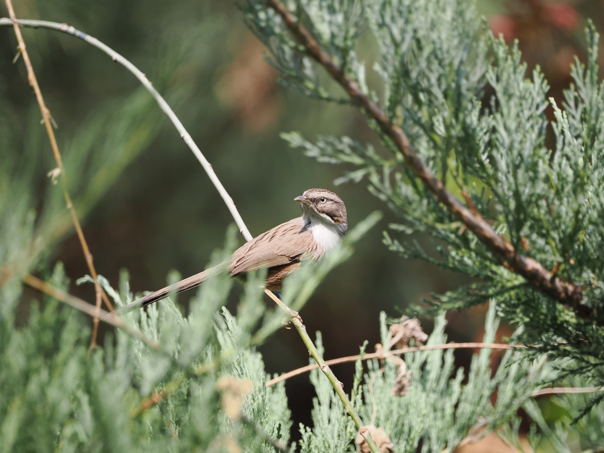 Beijing Babbler - ML616457586