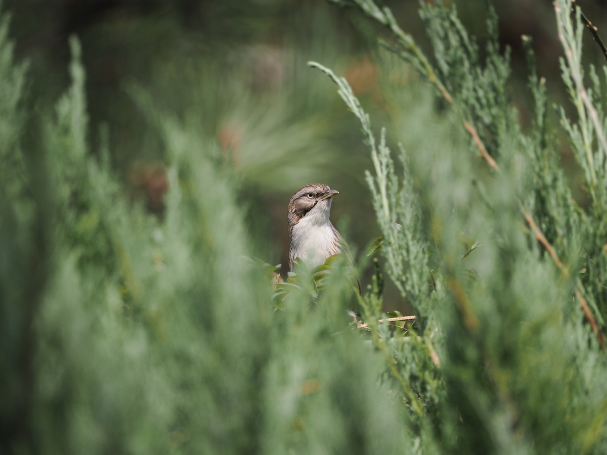 Beijing Babbler - ML616457587