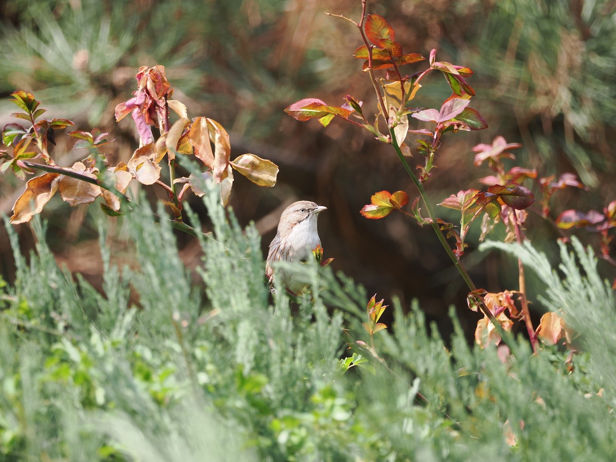 Beijing Babbler - ML616457593