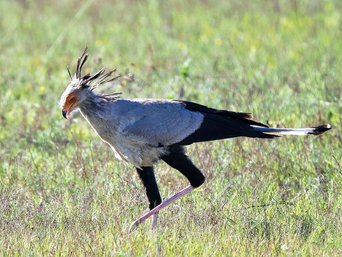 Secretarybird - ML616457597