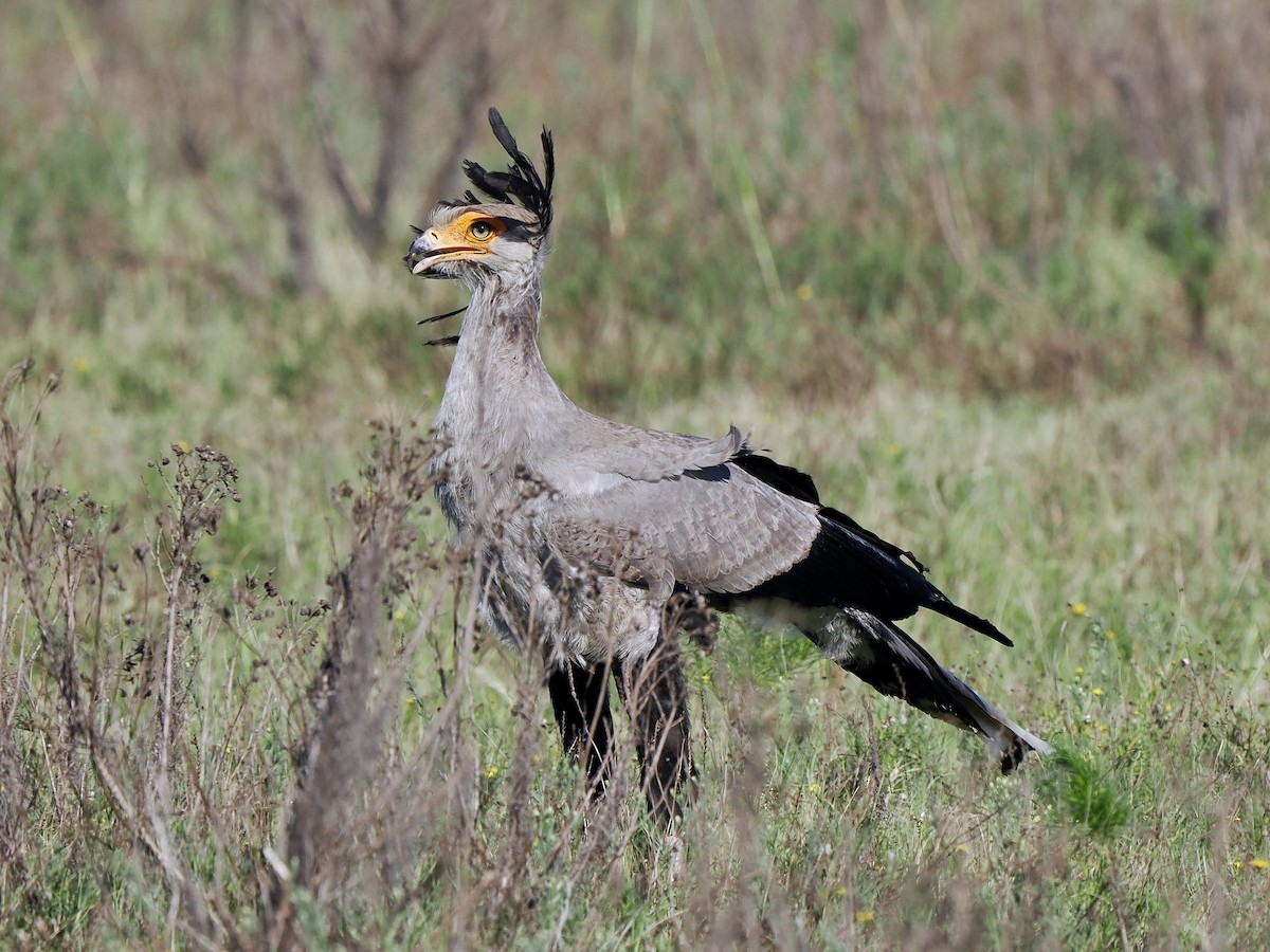 Secretarybird - ML616457600