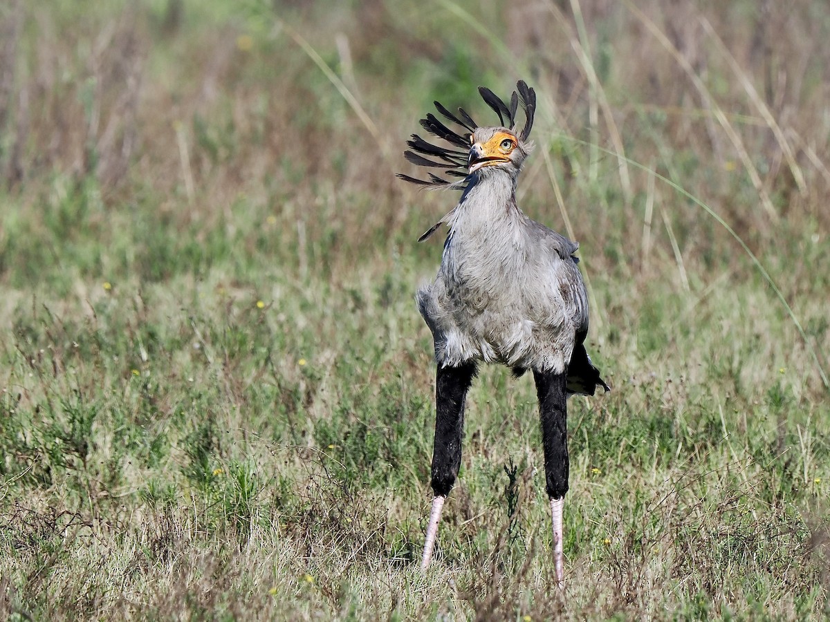 Secretarybird - ML616457601