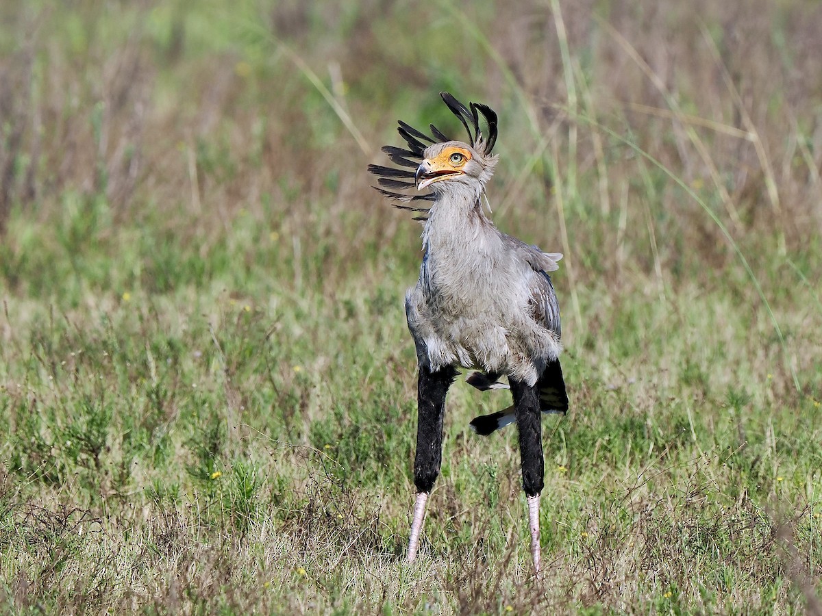 Secretarybird - ML616457602