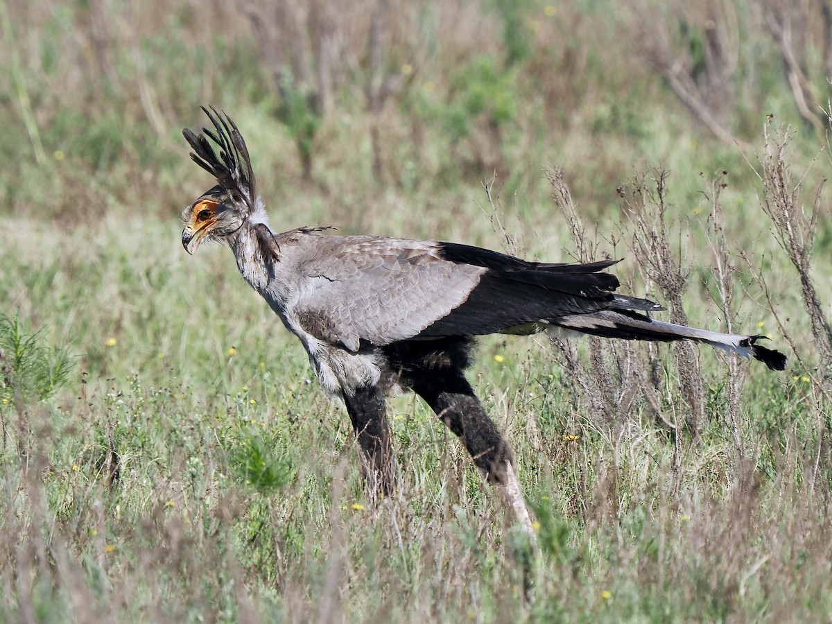 Secretarybird - ML616457603